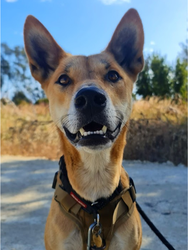 Australian dingo wearing a harness sitting and looking towards the camera.