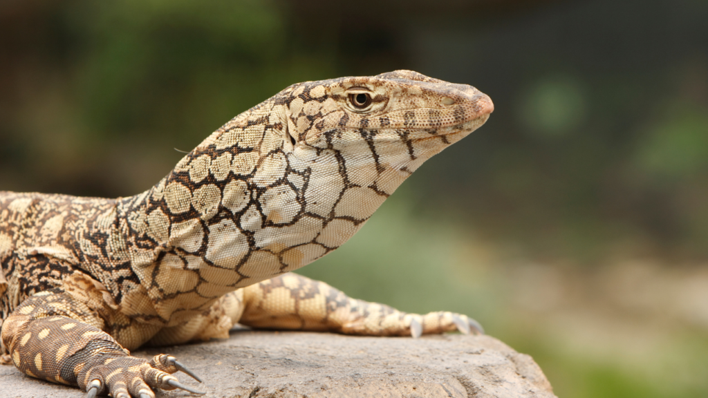 A perentie lizard on a rock with two feet on the rock.