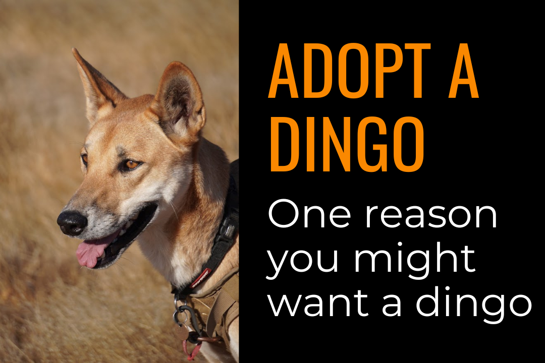 Dingo, Adopt Me! Wiki