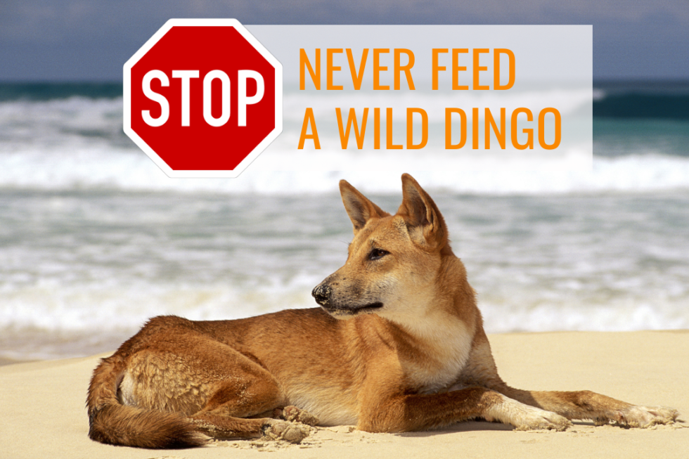 Dingo diet: what our dingoes eat | Intrepid World