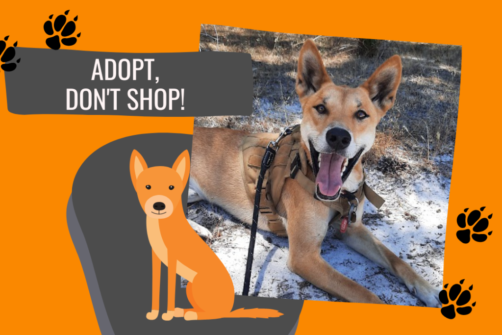 Australian dingo wearing a harness and smiling at the camera.