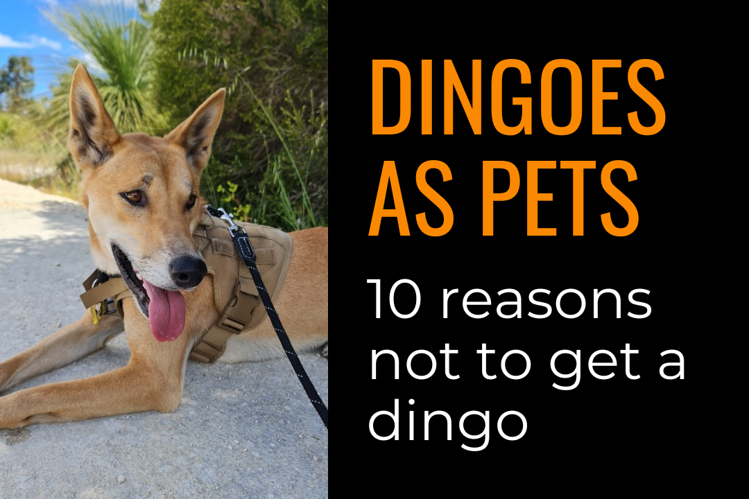 An Australian dingo in a harness and leash, lying on the ground near plants.