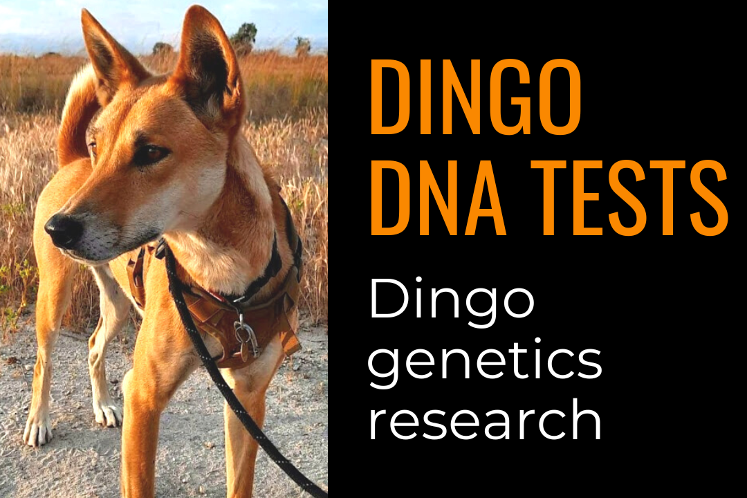 Text reads: Dingo DNA tests; dingo genetics research. Image of an Australian dingo standing in a grassy field.