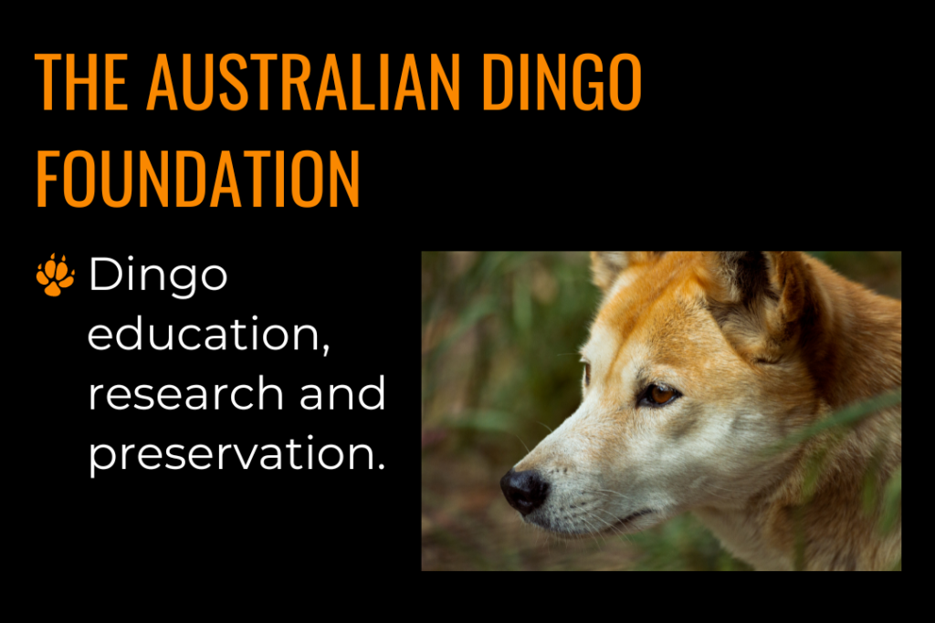 Our Dingoes – Australian Dingo Foundation