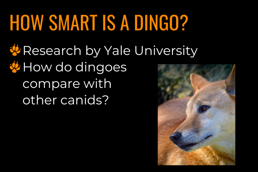 Our Dingoes – Australian Dingo Foundation