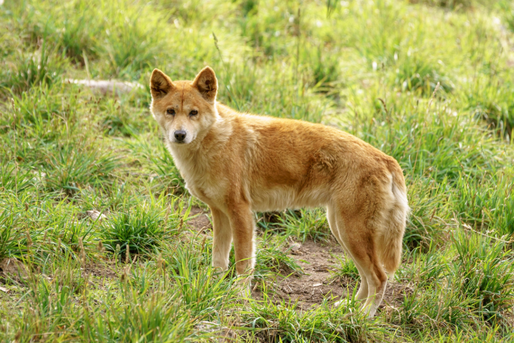 A lone alpine dingo stands on a grassy hill looking at the camera.