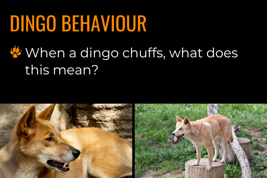 One image of an Australian dingo standing on a tree stump. Text reads: Dingo behaviour; when a dingo chuffs, what does this mean?