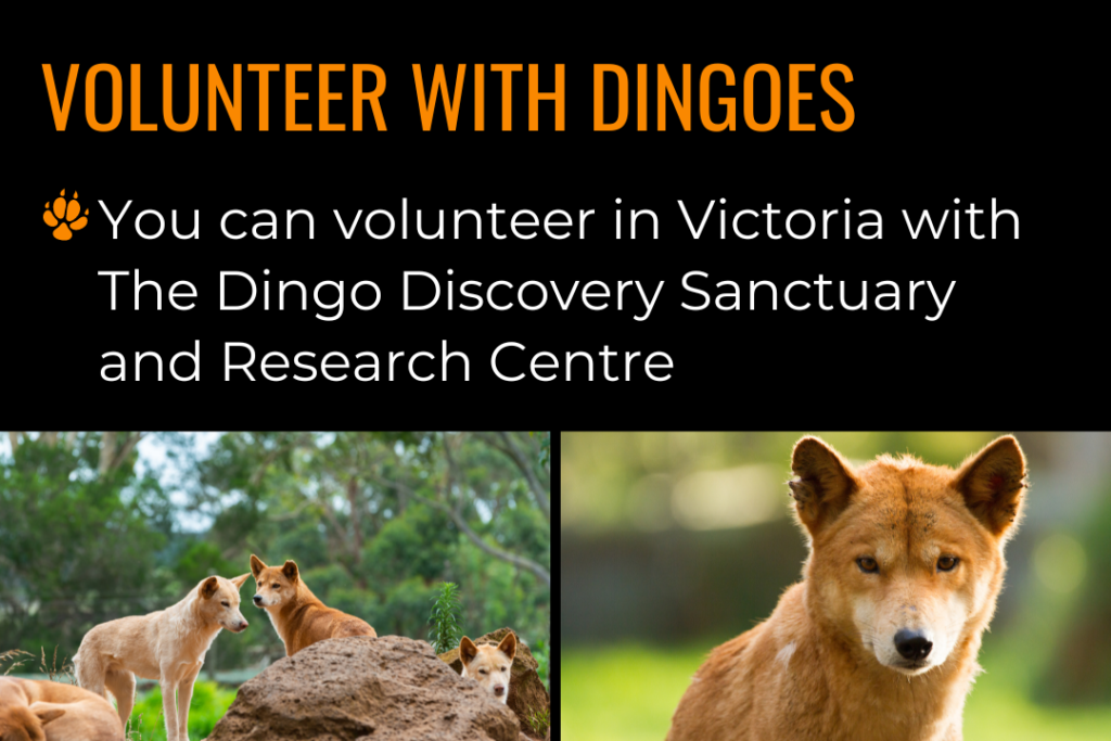 Two images; one image of four Australian dingoes sitting and lying in an enclosure; one image of an alpine dingo looking at the camera. Text reads: volunteer with dingoes; you can volunteer in Victoria with The Dingo Discovery Sanctuary and Research Centre.