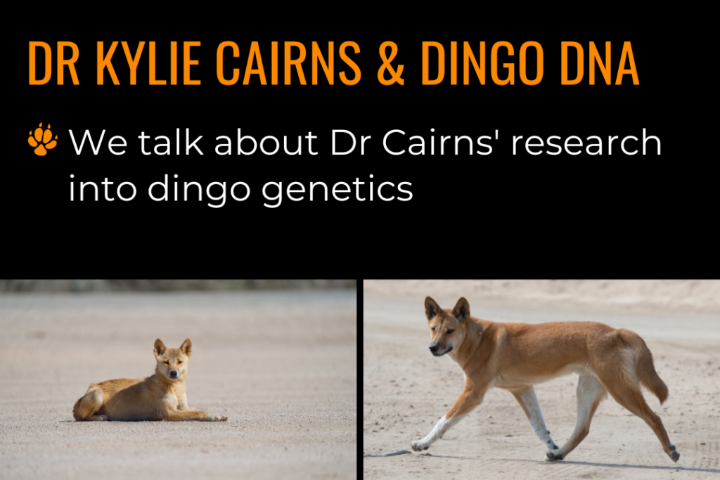 One image of an Australian dingo lying on sand; one image of an Australian dingo walking across the beach. Text reads: Dr Kylie Cairns & dingo DNA; we talk about Dr Cairns' research into dingo genetics.