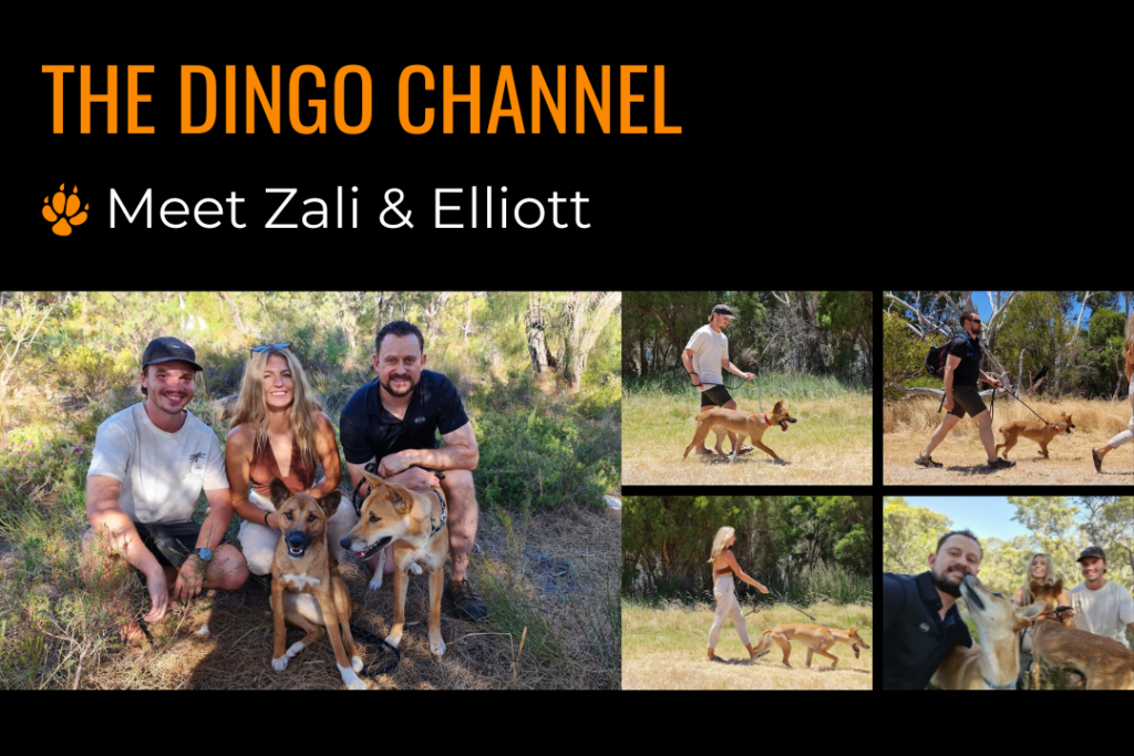 Text reads: The Dingo Channel, meet Zali and Elliott
Image of a young man walking a dingo with a leash; a young woman walking a dingo with a leash; the young man and woman with another man and two Australian dingoes. 