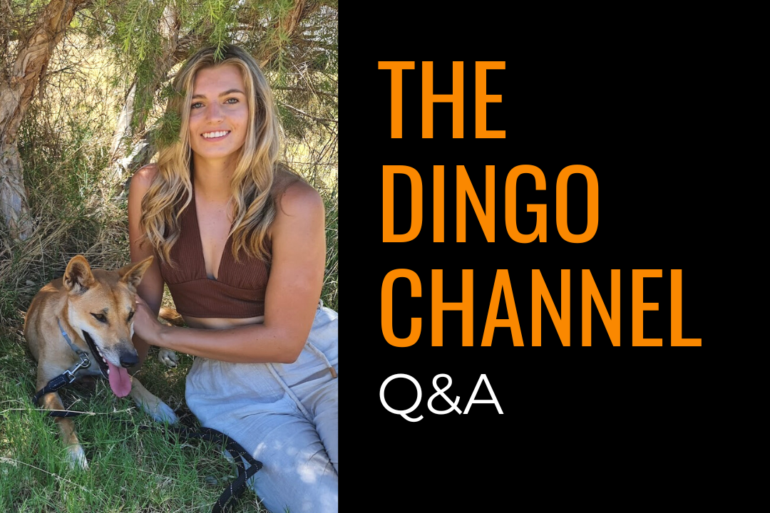 Image of a young woman with an Australian dingo. Text reads: The dingo channel Q&A