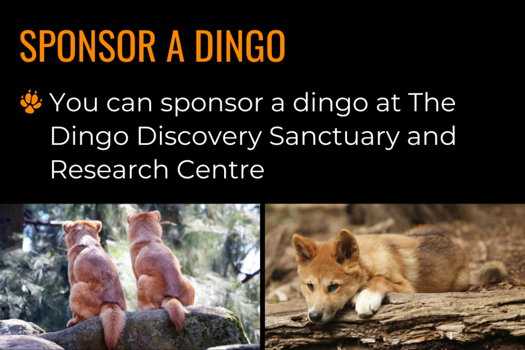 One image of two young alpine dingoes sitting on a log facing away from the camera. One image of a young dingo lying on the ground with its paw and head on a log. Text reads: sponsor a dingo; you can sponsor a dingo at The Dingo Discovery Sanctuary and Research Centre