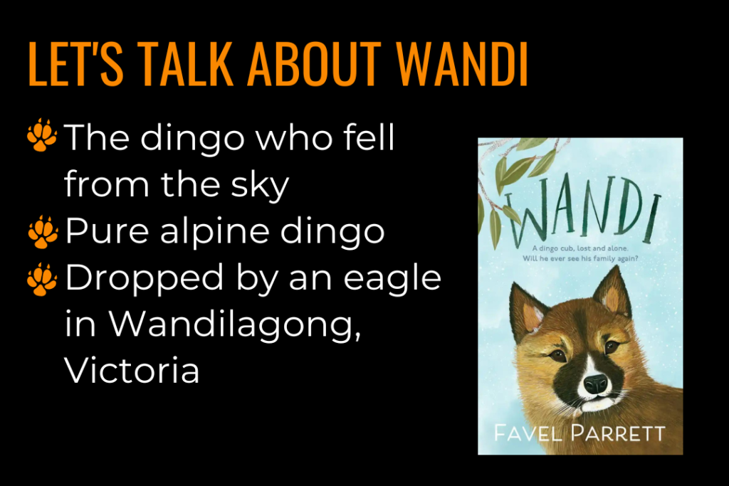 Text reads: Let's talk about Wandi; the dingo who fell from the sky; pure alpine dingo, dropped by and eagle in Wandilagong, Victoria. Image of the book cover of Wandi by Favel Parrett. 