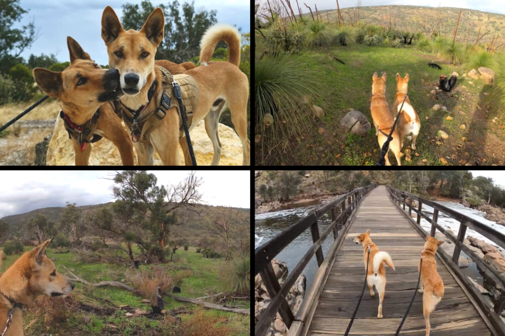 Four images. First image includes two Australian dingoes wearing harnesses, one dingo is sniffing the other dingo. Second image is of two Australian dingoes on a grassy hill. The third image is a dingo looking over a grassy field with trees. The fourth image is of two Australian dingoes on leashes walking across a wooden bridge over a river.