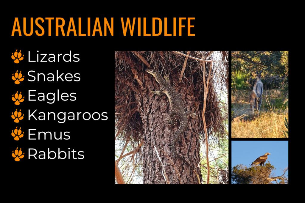 Australian wildlife: lizards, snakes, eagles, kangaroos, emus, rabbits. Image of a large monitor lizard climbing a tree, a kangaroo in a field looking at the camera, a wedge-tailed eagle sitting in a tree.