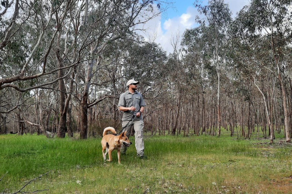 A man walking an Australian dingo on a leash through green bushland.