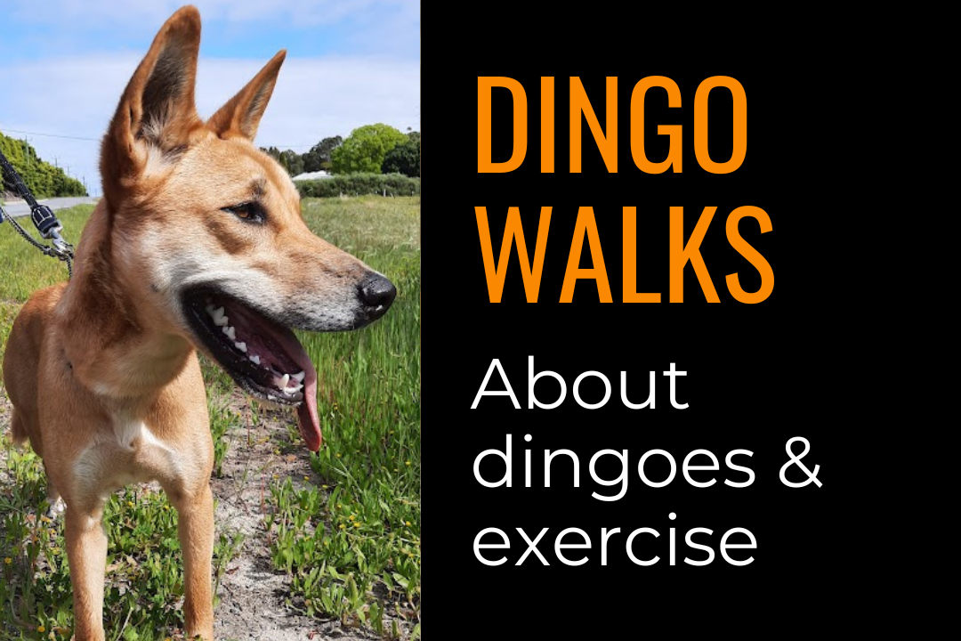 Text reads: dingo walks; about dingoes and exercise. Image of an Australian dingo with its tongue handing out.