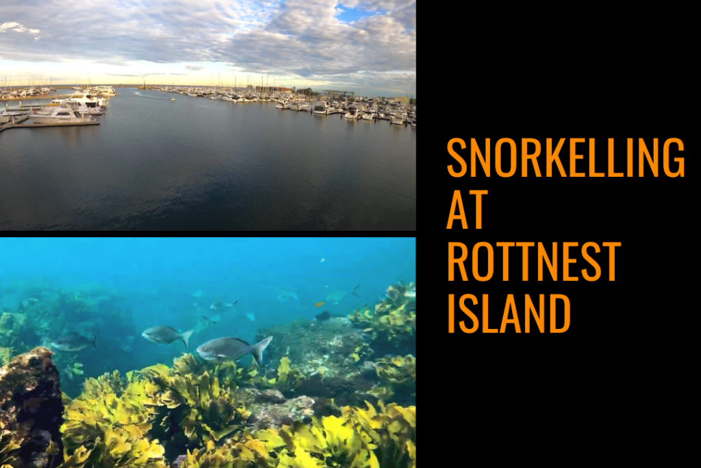 Snorkelling at Rottnest Island. Image of boat marina and marine life. 