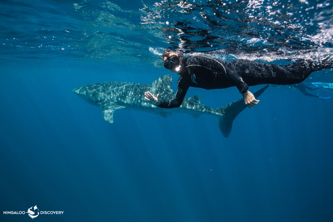 Man snorkelling in the ocean waving at the camera. A whale shark swims in the background.