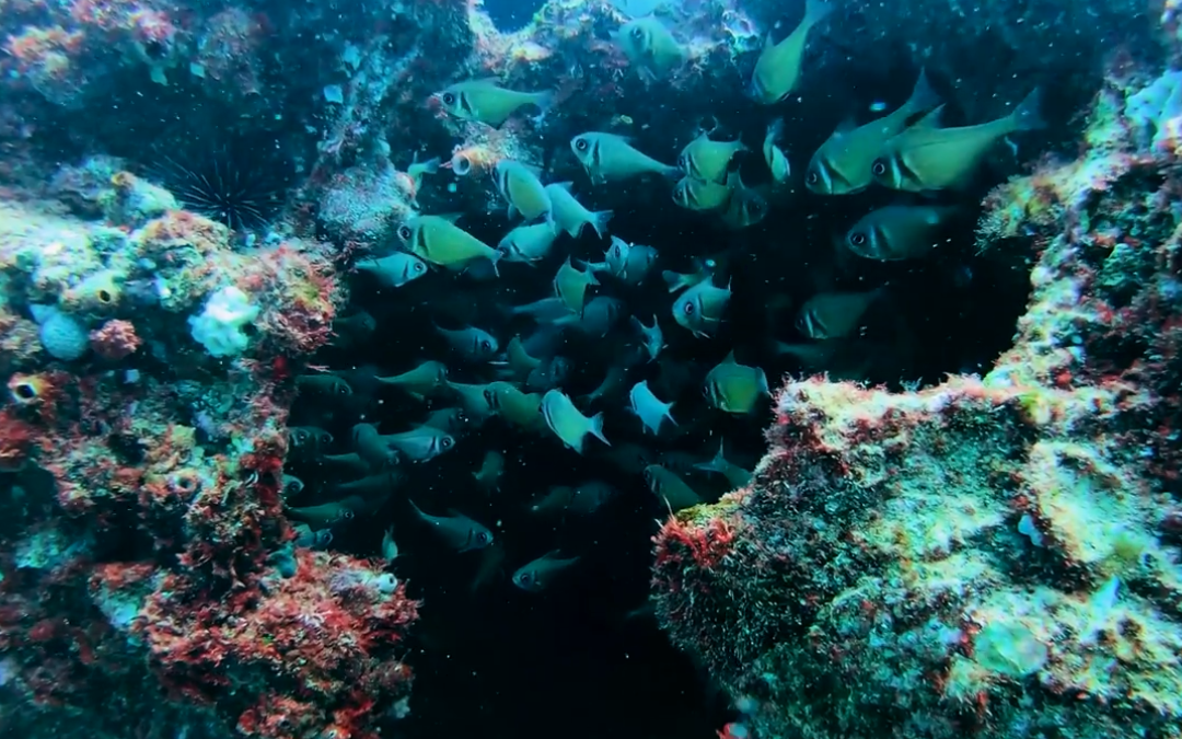 Dive the Gemini Wreck with Western Blue Dive Charters