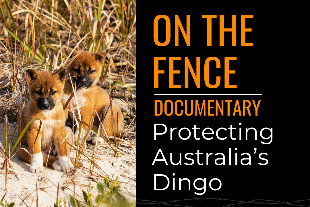 Two wild dingo pups sitting amongst sand, bush and grass and looking towards the camera. Image text reads: "On The Fence documentary; protecting Australia's dingo."