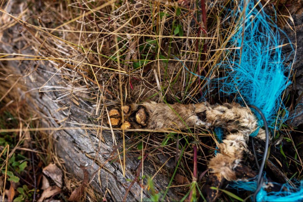 On The Fence has filmed the dingo tree. A deceased dingo's paws lie on the ground at the feet of a dingo tree. 